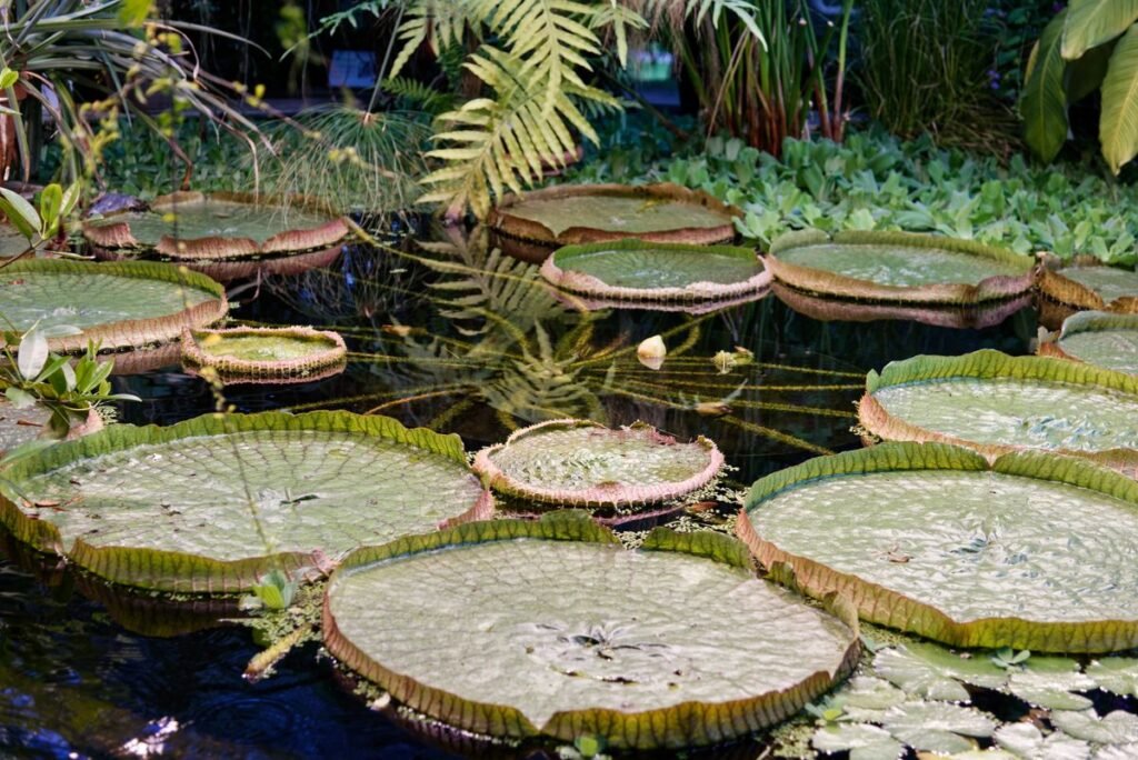 Lush garden greenery in a park