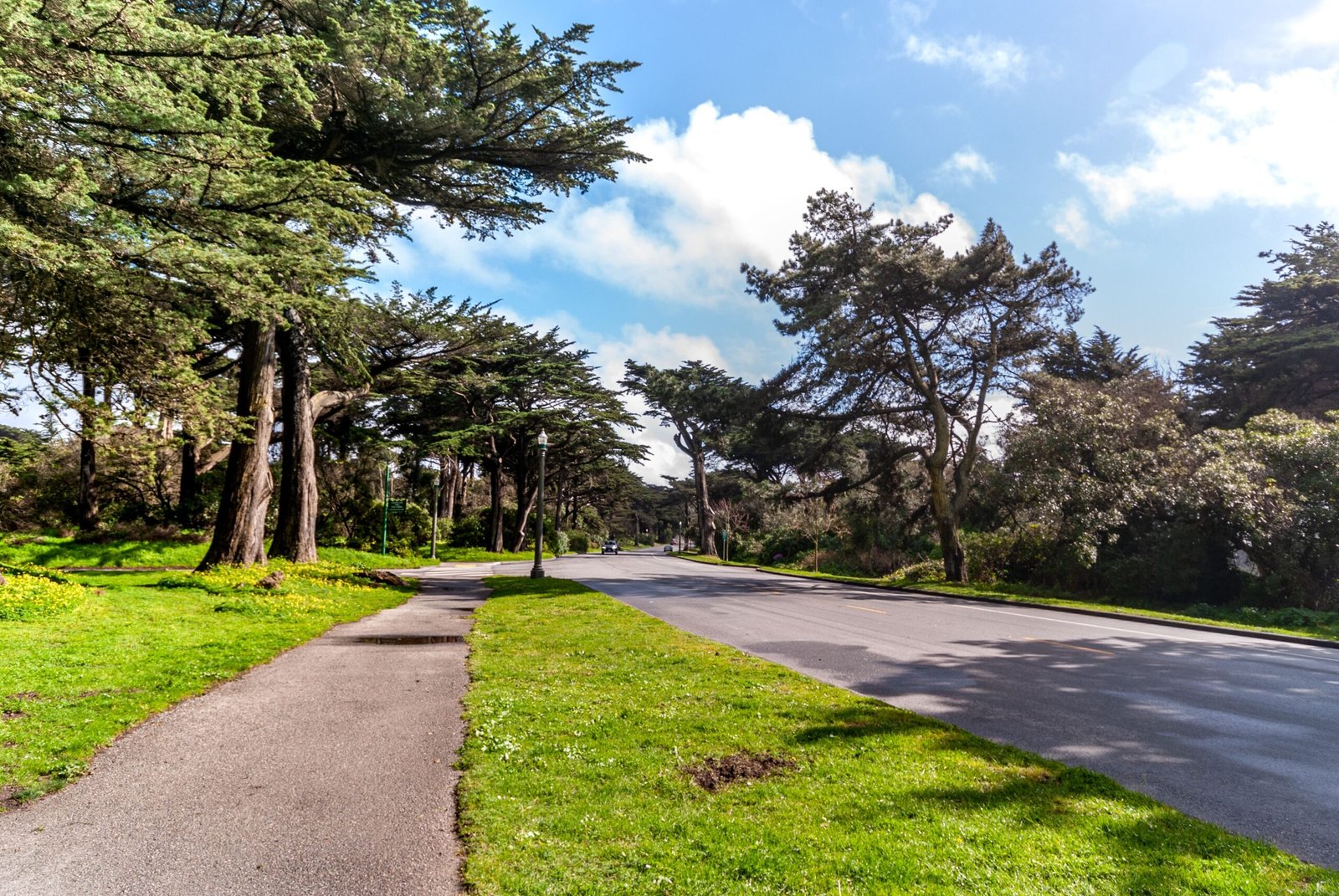 A tree-lined path on a sunny day near the Excelsior, San Francisco