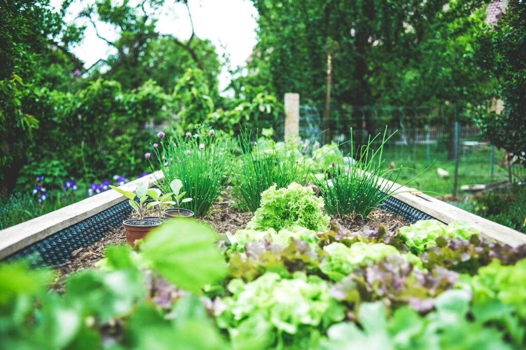Lettuce and chives growing in a raised garden bed