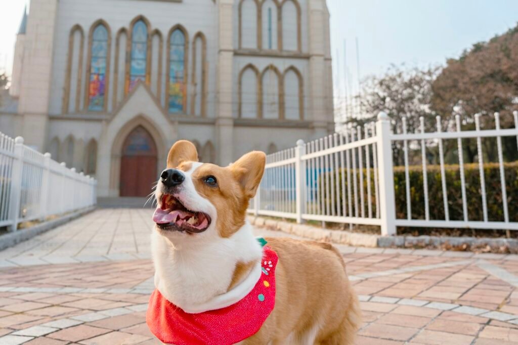 Smiling corgi in a red bandana in front of a Gothic church with stained-glass windows