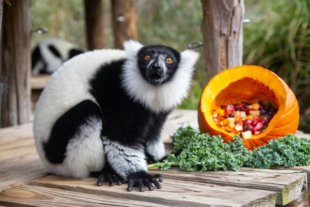 A black-and-white ruffed lemur beside a hollowed pumpkin filled with fruit