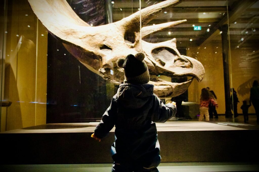 A small child seen from behind looking at a large dinosaur skull in a lit museum display.