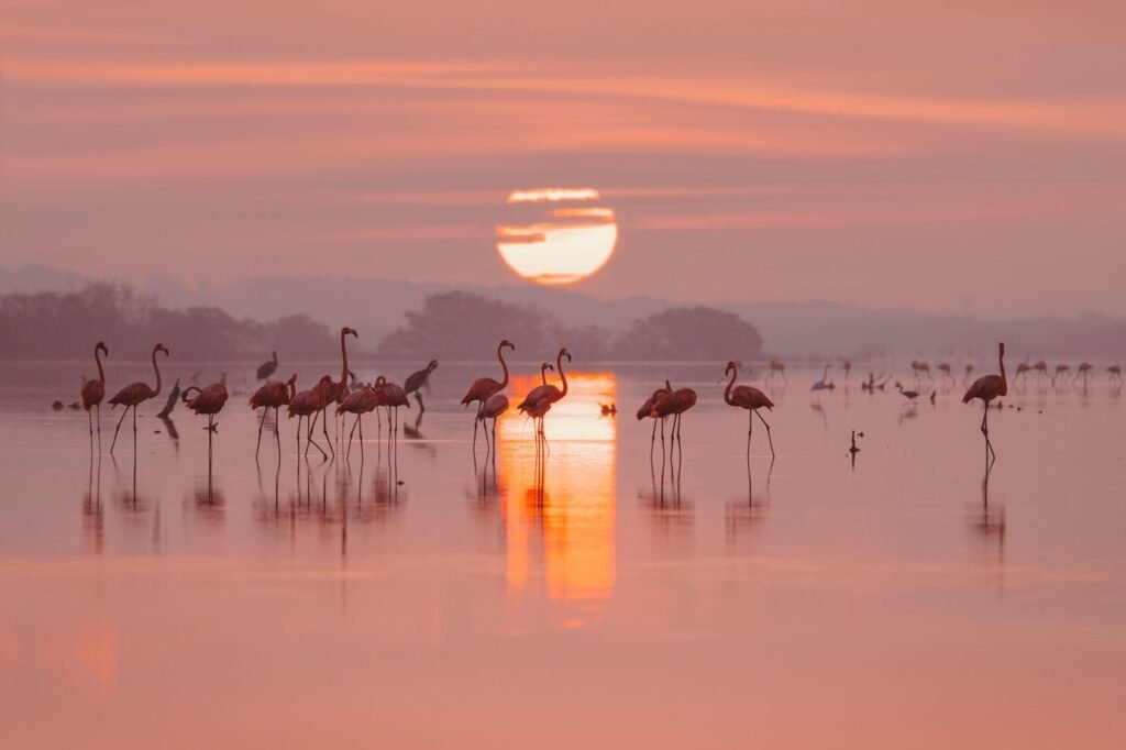 A flock of flamingos wading in calm water with the setting sun and its reflection glowing in a pink sky.