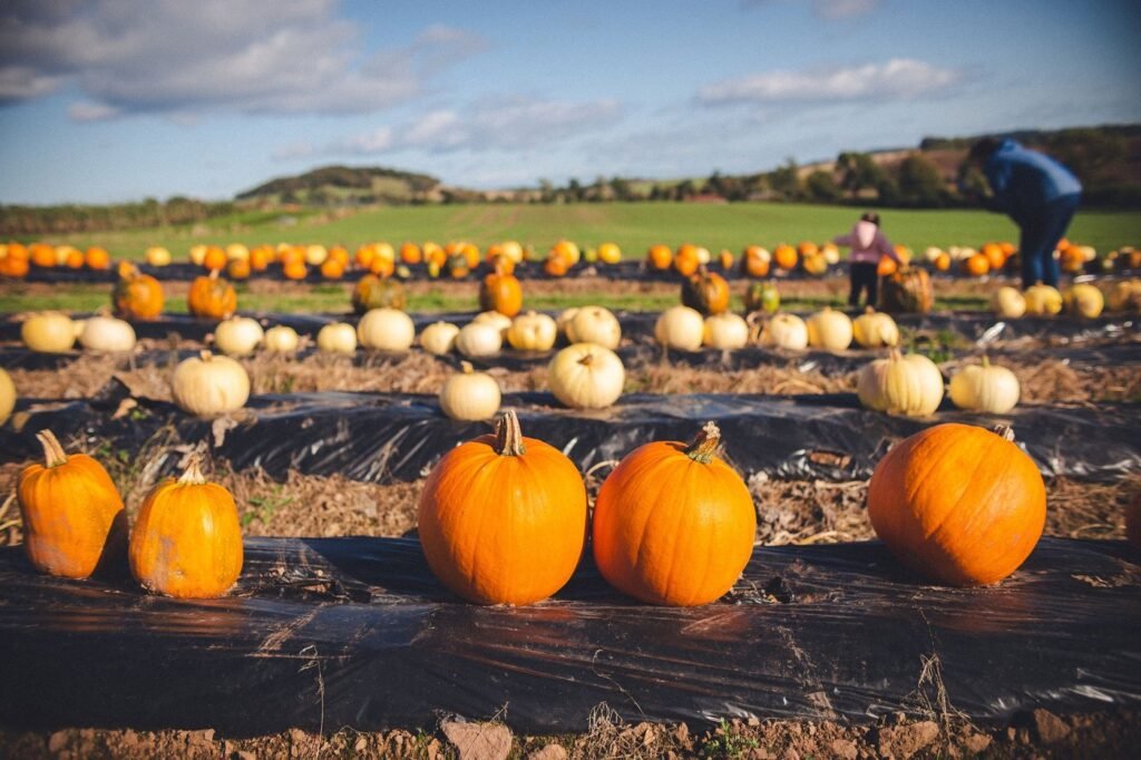 Orange and pale pumpkins lined up in a sunny field with green hills and a blue sky behind.