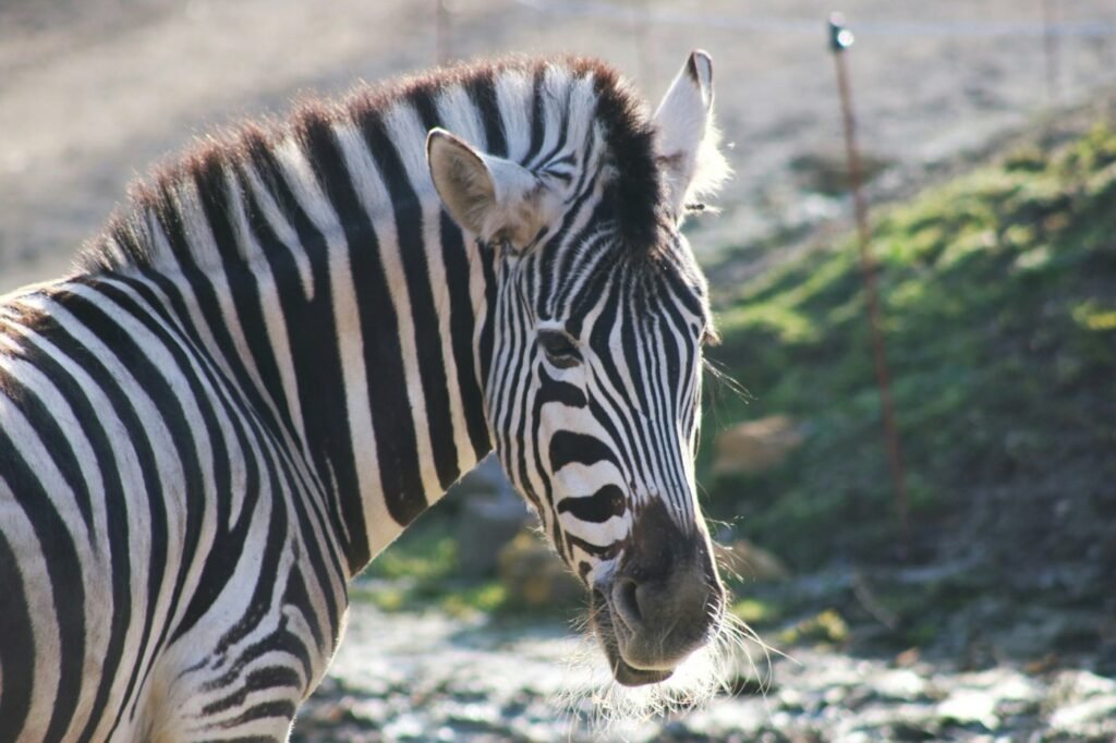 A sunlit zebra looking toward the camera.