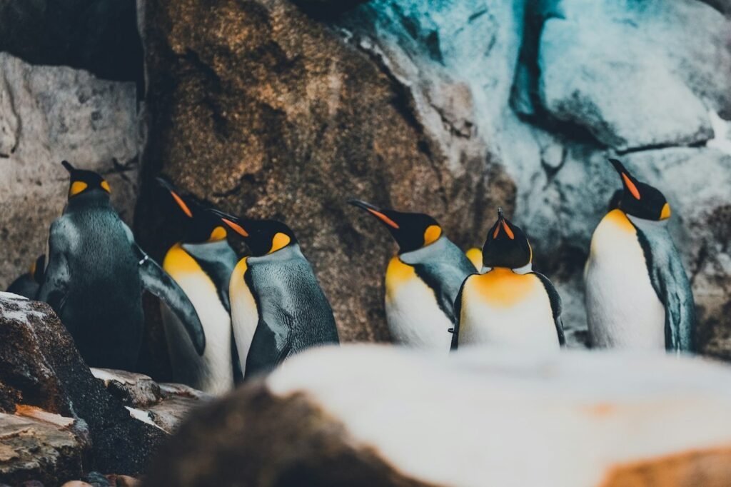 A group of king penguins standing together beside a rock in a zoo enclosure.