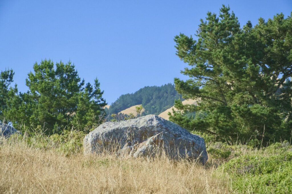 A gray boulder in golden dry grass with pine trees and a wooded hill behind