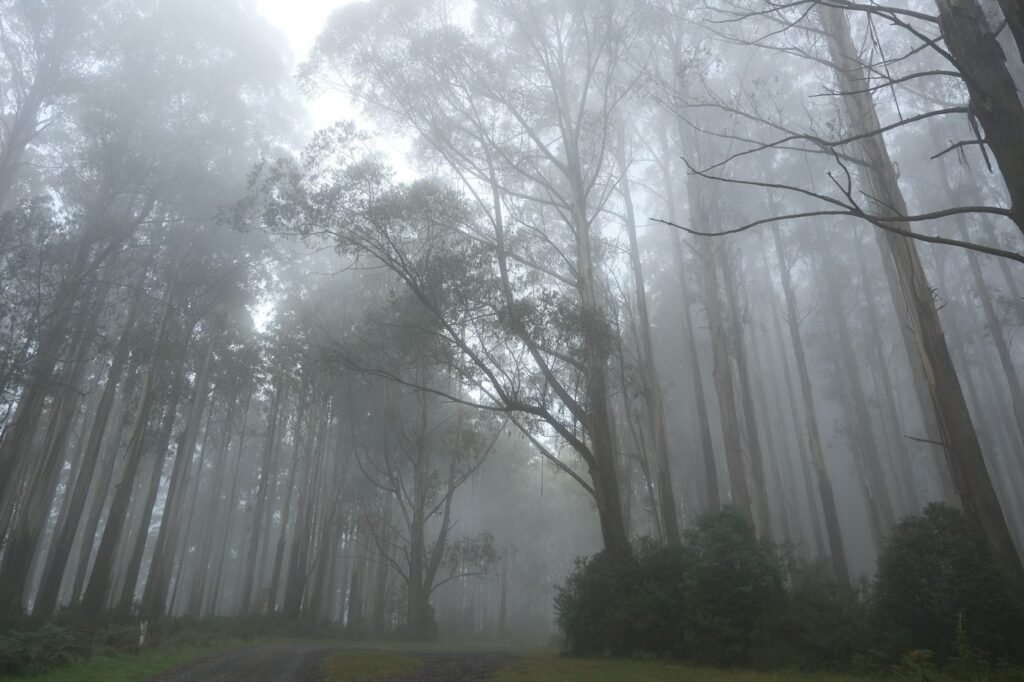 A tall eucalyptus forest in thick fog with a path at the bottom