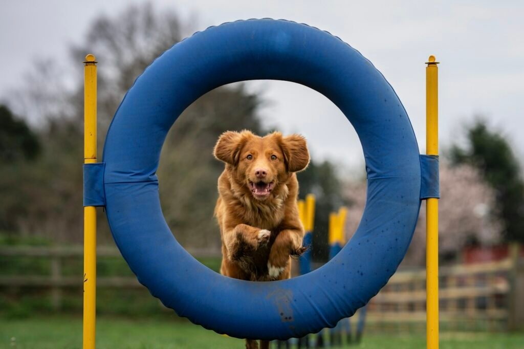 Golden-red dog leaping through a blue hoop