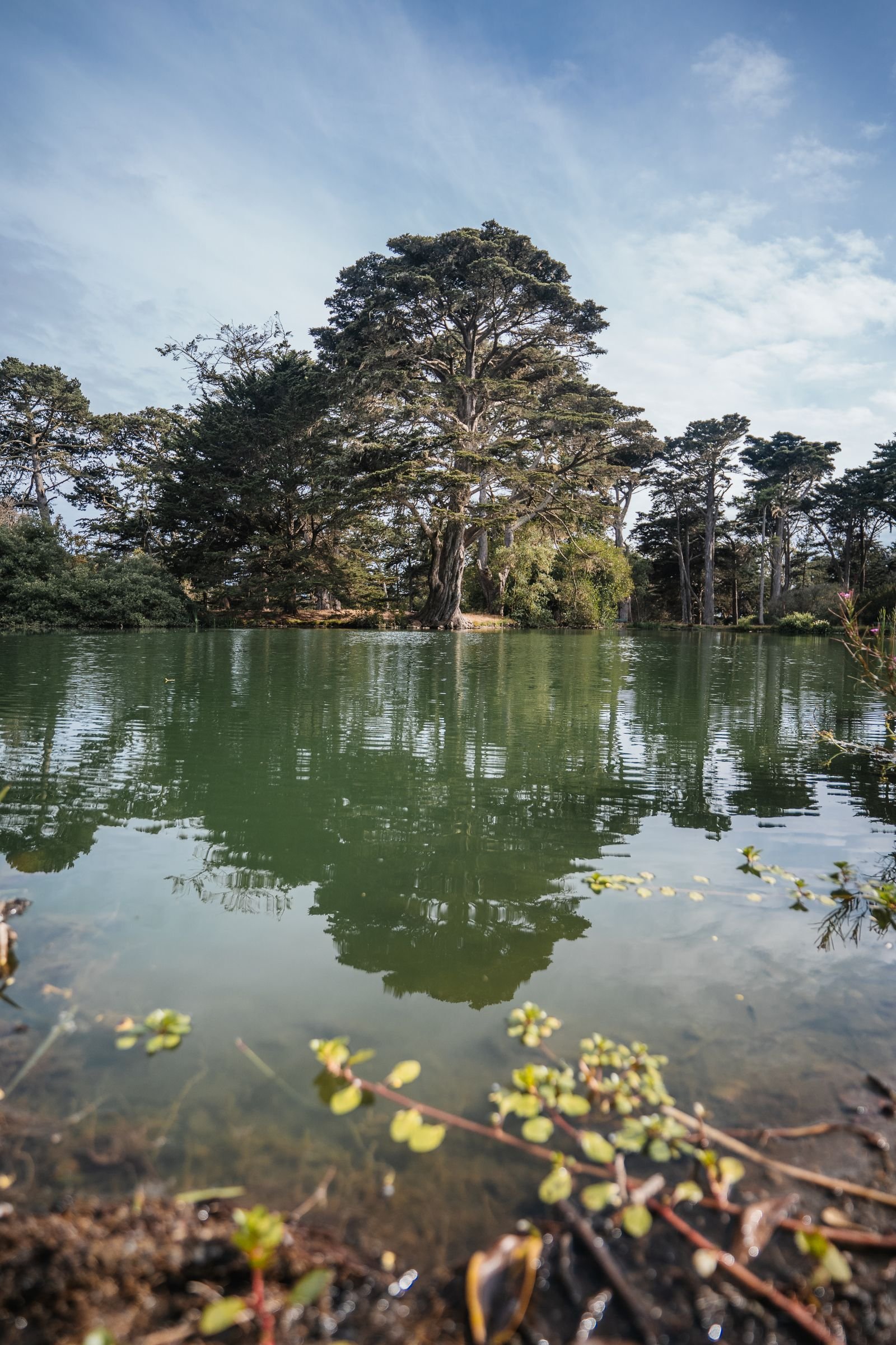 A lake framed by trees in Golden Gate Park.