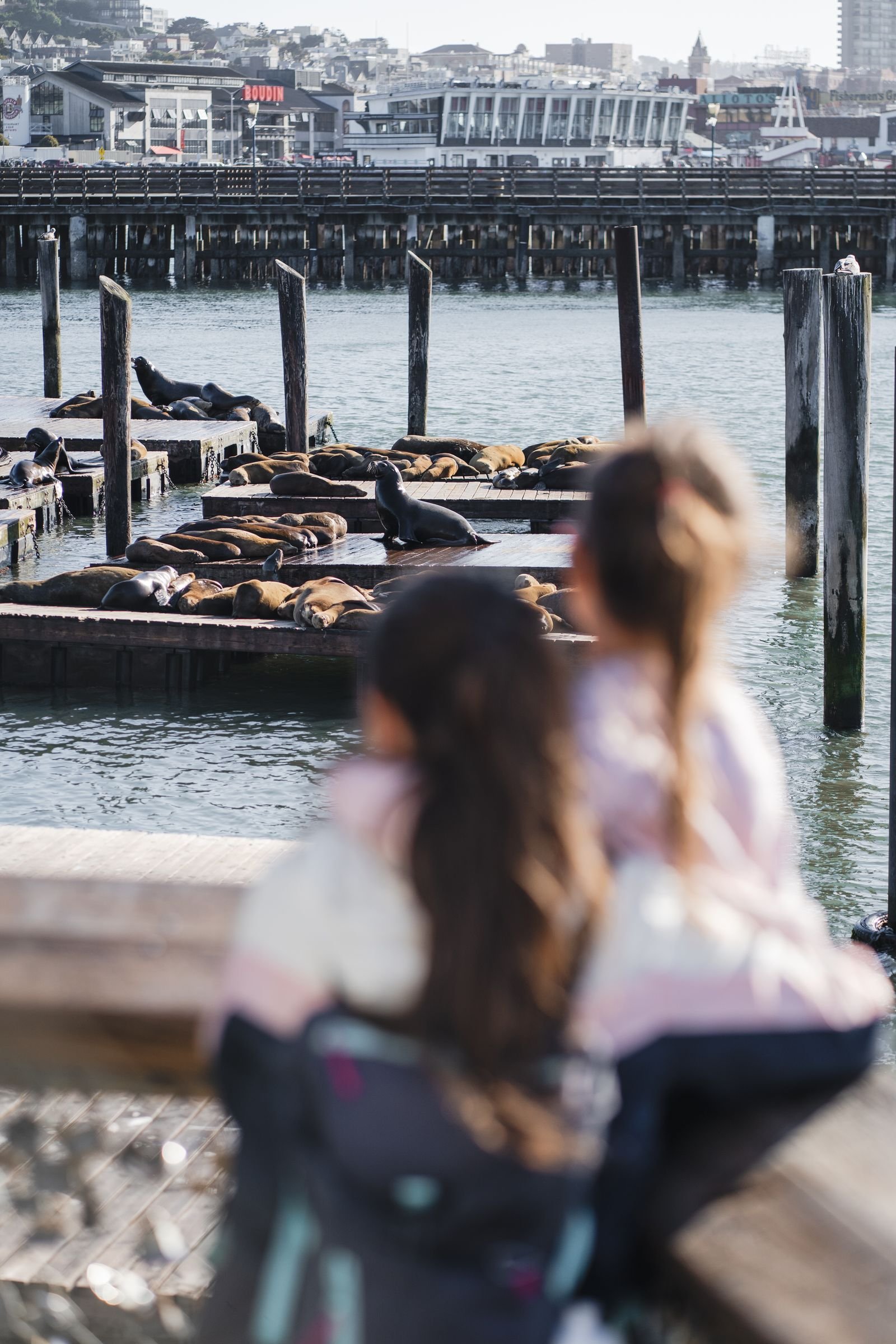Two children watching sea lions on floating docks.