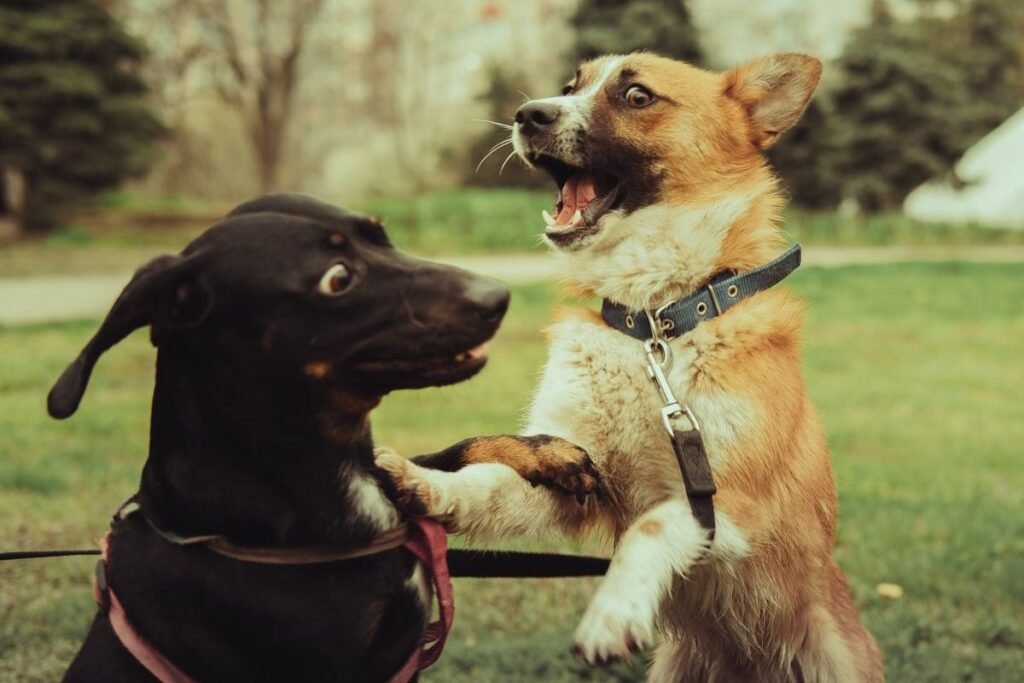 Two dogs on leashes greeting each other on a park lawn