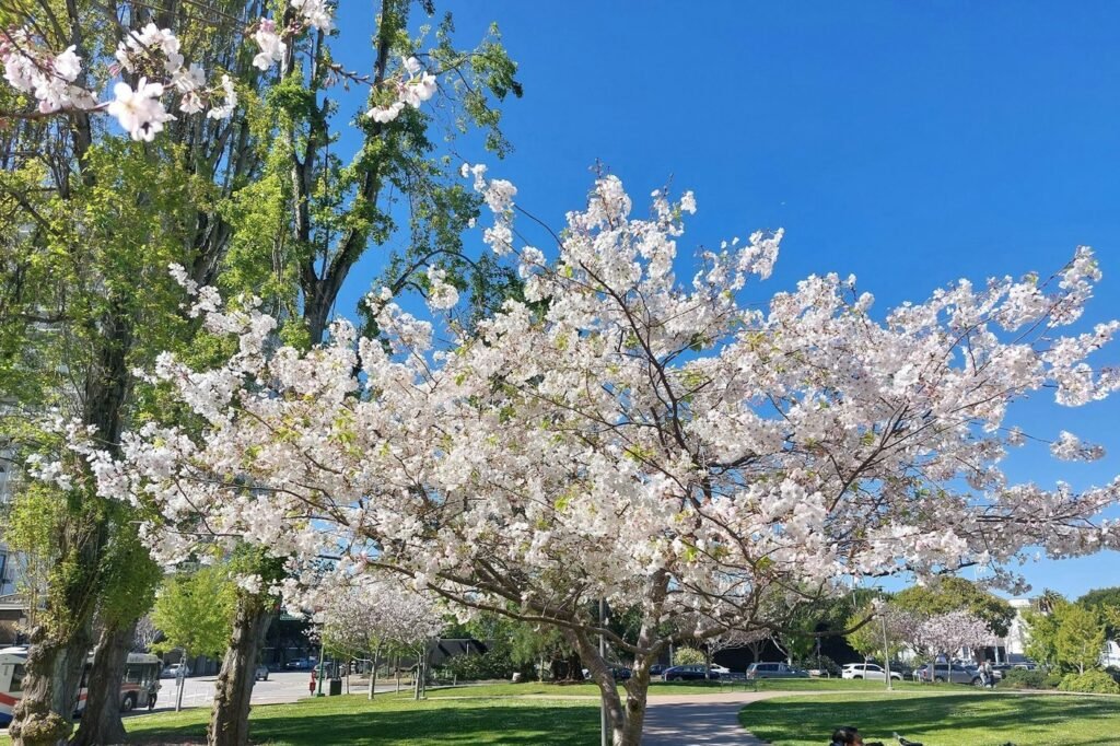 Cherry trees in full bloom over a green lawn and path in a San Francisco park.