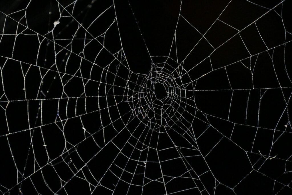 A spider web against a dark background