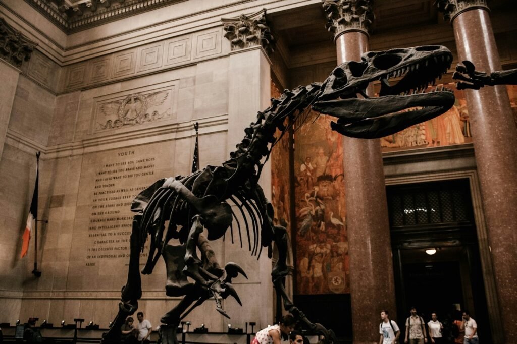 Dinosaur skeleton on display in a natural history museum